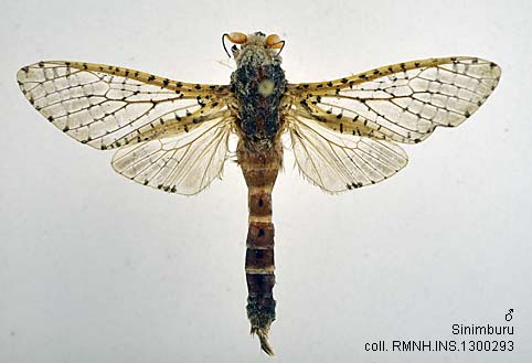 Papua Insects Foundation (Lepidoptera/Cossidae/Zeuzera conferta)